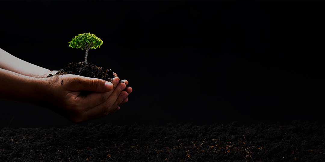 Hände, die einen Bonsai halten, verkörpern den besten Ansatz zur Gründung eines Unternehmens